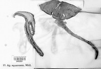Pholiota squarrosa image
